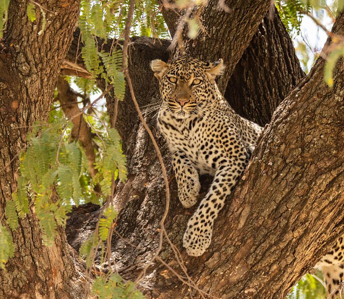 Leopard von Monique Bijl - van der Heijden