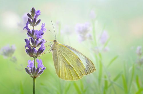 Blanche-Neige sur Violetta Honkisz
