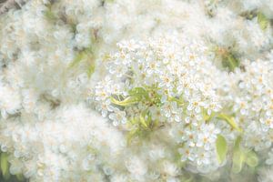 Fleur blanche