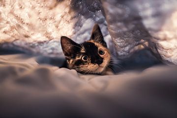 Wonder kitten by Felicity Berkleef