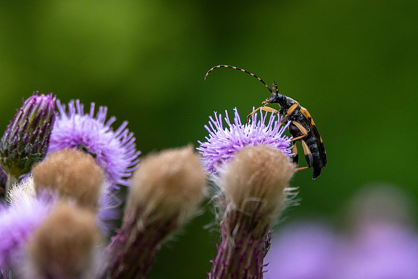 Gevlekte boktor | Insect met hoorns van Flatfield