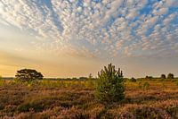 Leende, Groote Heide (1)