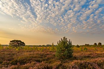 Leende, groote heide (1)