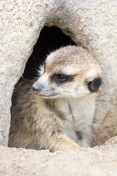 Meerkat in front of its burrow by ManfredFotos