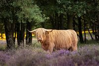 Blonde schotse hooglander op de bloeiende heide