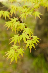 Japanse Esdoorn van Schram Fotografie