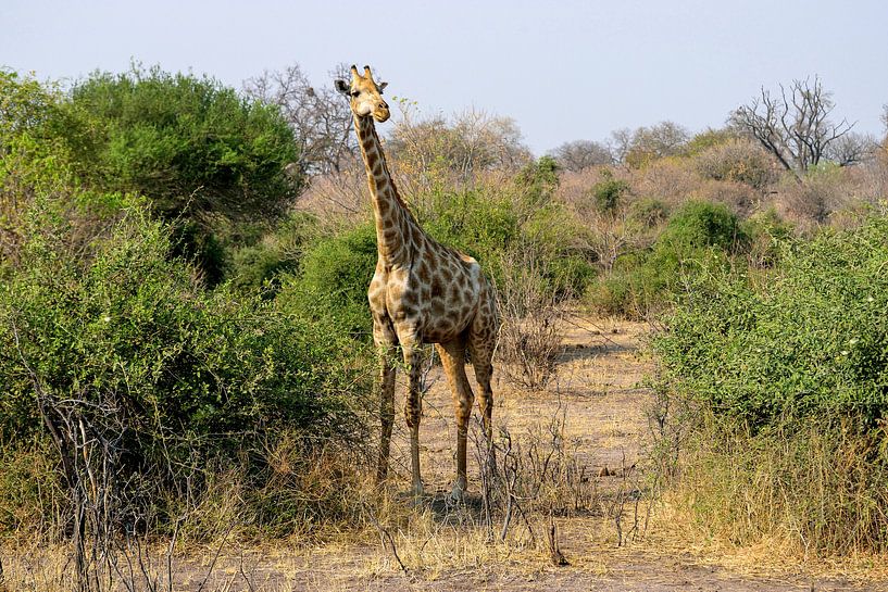Jeune Girafe en reconnaissance par Merijn Loch