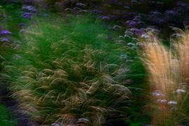 GRASSES 10 by Miroslav Ptacek