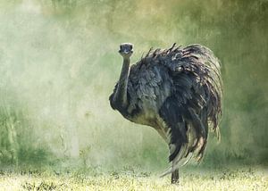 Nandus Flug der Träume