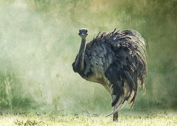 Dromenvlucht van de Nandoe van ArtWorks Saranda in 't Veld