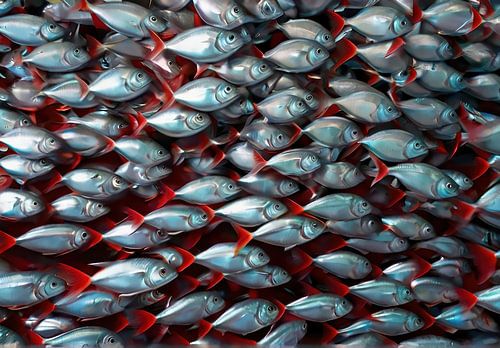 School Zilveren vissen met rode staart.