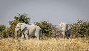 Twee olifanten op de savanne van Eddie Meijer