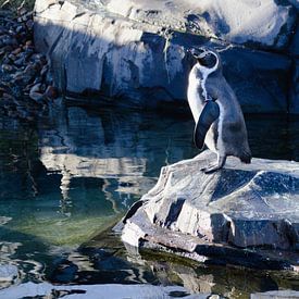 Reflection of a penguin by Jannie Zijderveld