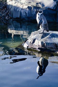 Reflection of a penguin by Jannie Zijderveld