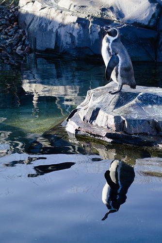 Weerspiegeling van een pinguïn