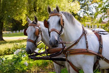 Zwei Pferde mit einer Kutsche von Youri Mahieu