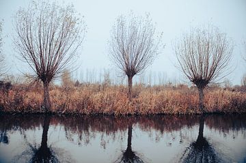 Winterbäume in Middelpolder von Brave Toaster Photos