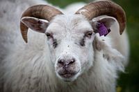 Sheep/Schaap