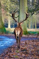 Een hert in de herfst