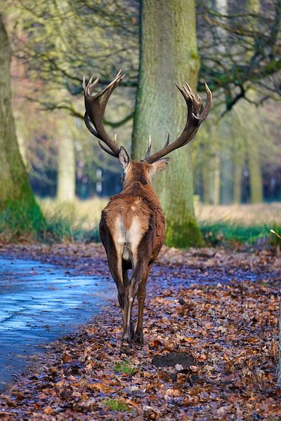 Ein Hirsch im Herbst von HGU Foto