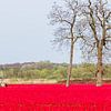 Paardrijden tussn de tulpen van Bruno Hermans