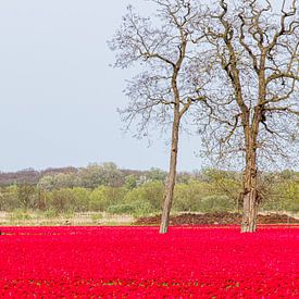 Riding among the tulips by Bruno Hermans
