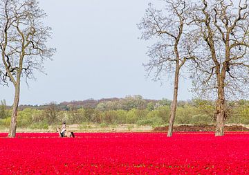 Riding among the tulips by Bruno Hermans