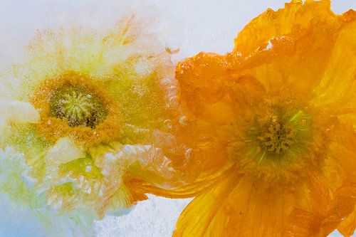 Pavot d'Islande dans la glace 2022 - 3