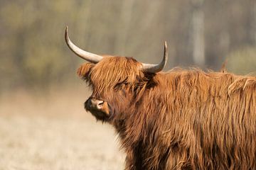 Schotse hooglander, rund, herkauwer, zoogdier van Corrie Post
