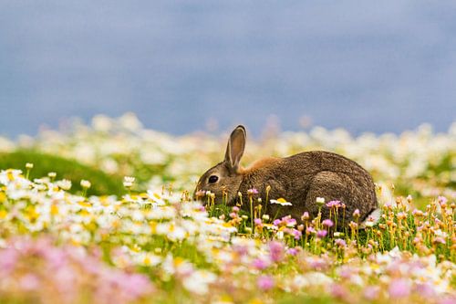 Rabbit eating between the flowers on Skomer Island in Pembrokeshire in Wales United Kingdom