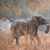 Elephant by Loulou Beavers