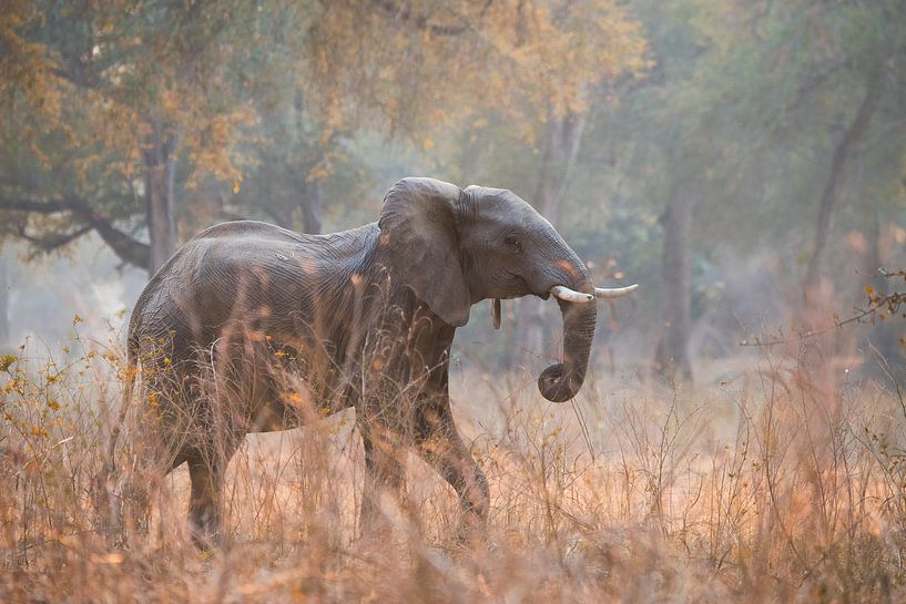Elephant by Loulou Beavers