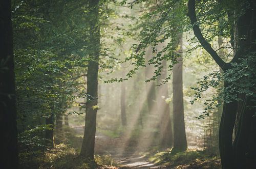 Speulderbos