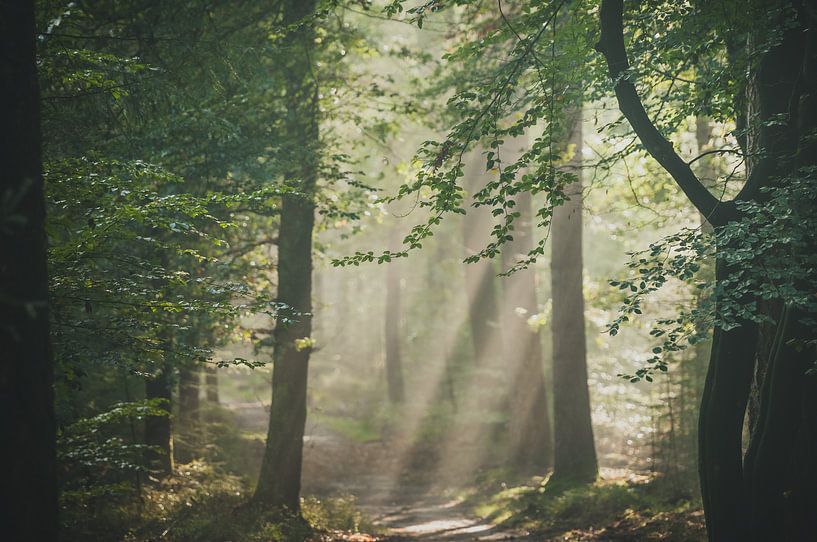 Speulderbos von Nancy van Verseveld