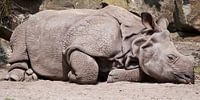 Indisches Nashorn : Blijdorp Zoo von Loek Lobel Miniaturansicht