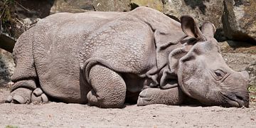 Rhinocéros indien : Zoo de Blijdorp sur Loek Lobel