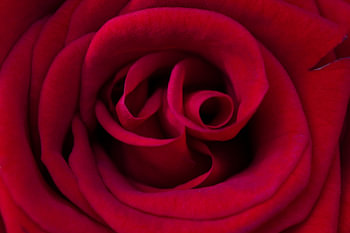 Rosier