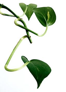 Greens