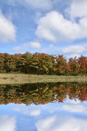 Une érablière en début automne