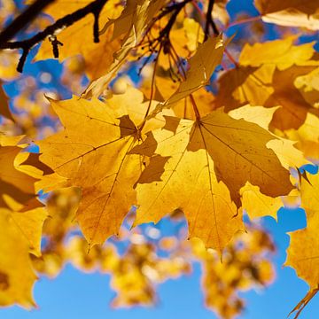 Bladeren van een Noorse esdoorn met heldergele herfstkleuren