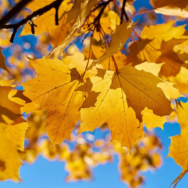 Leaves of a Norway maple with bright yellow autumn colors by Heiko Kueverling