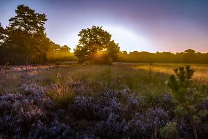Sonnenaufgang, Sonnenuntergang, Heidekraut, Nebel, bunt, Drenthe, Exloo, Poolshoogte, Heide, s
