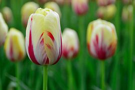 Tulpe von Lambertus van der Vegt