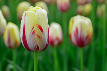 Tulpe
