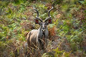 Der majestätische Kudu ( kudu ) in den Wäldern Afrikas