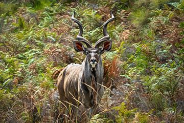 Majesteuse Kudu ( koedoe ) in de bossen van Afrika van Chihong