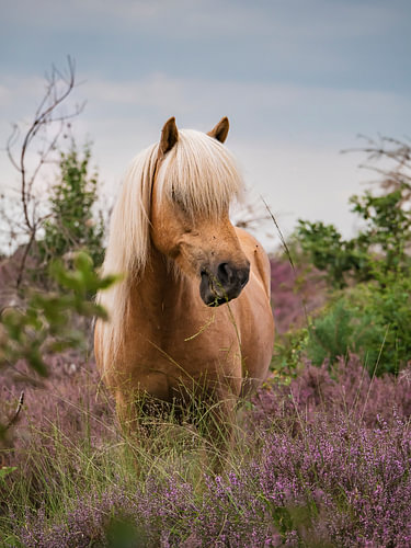 Isländer auf der Heide