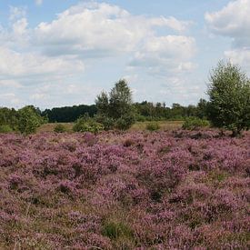 Bloeiende heide op het Ballooërveld. van Wim vd Neut