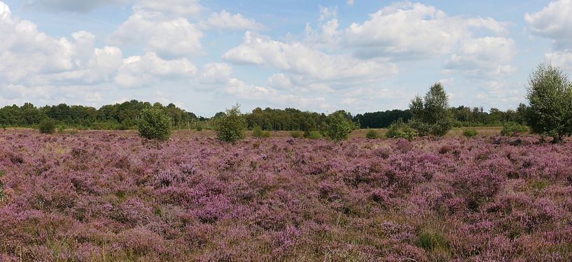 Flowering heather on the Ballooërveld. by Wim vd Neut