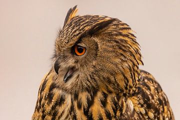 Oehoe, Bubo bubo van Gert Hilbink